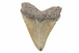 Serrated, 4.10" Fossil Megalodon Tooth - North Carolina - #202190-1